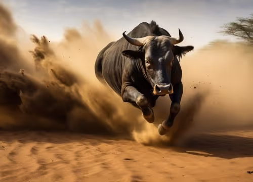 Bullrun