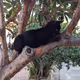 My little panther
