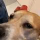 Nala