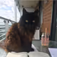 Athena, my cat
