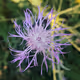 FlowerFlower