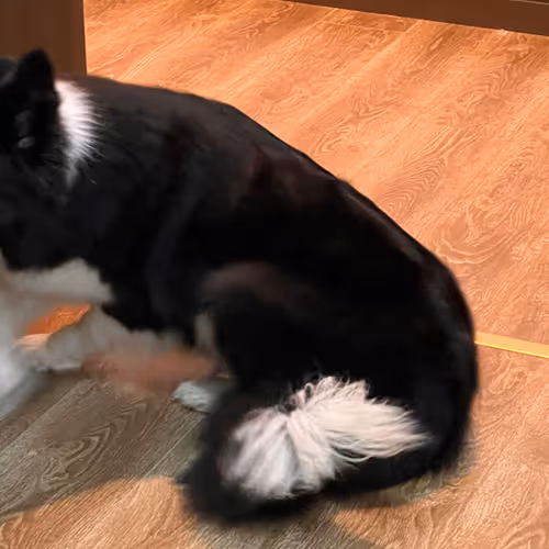 My dog