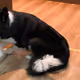My dog