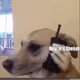 Dogs Calling