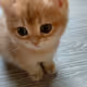 zcat