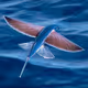 flying fish