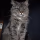 Cats mood