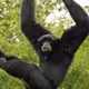 Swinging ape