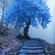 Azure Tree Wonders