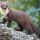 Marten