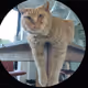 crypto cats