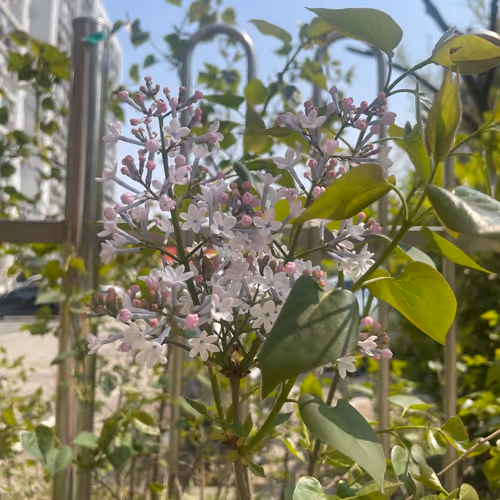 Spring Flower