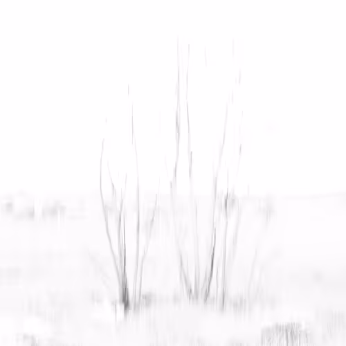 Ephemeral