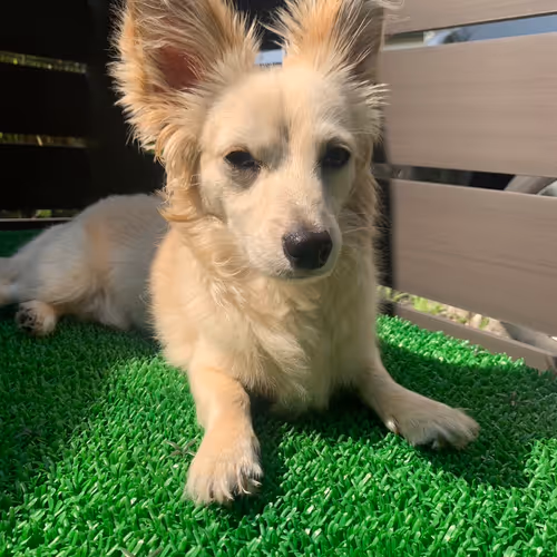 dog