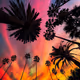 Sunsets
