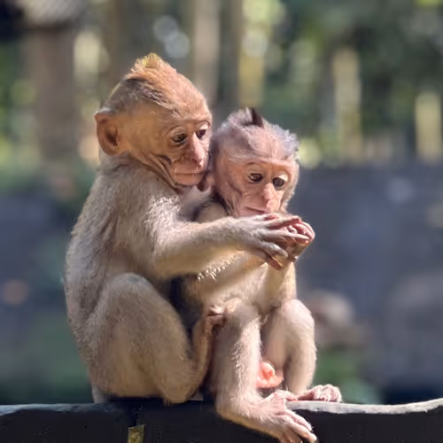 Bali Monkeys