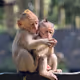 Bali Monkeys