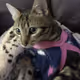My little cat