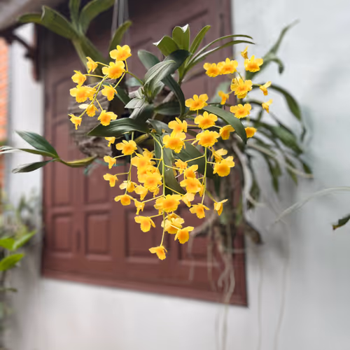 Dendrobium Chrysotoxum