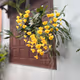Dendrobium Chrysotoxum