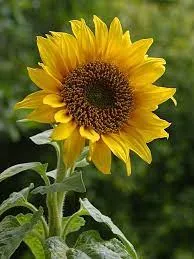 flowwer