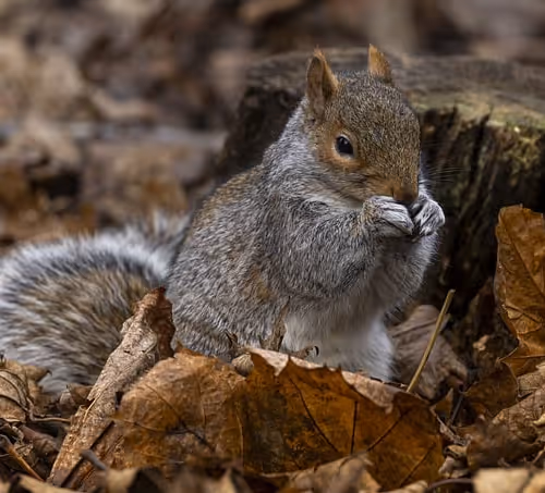 Verdant Air Ventures