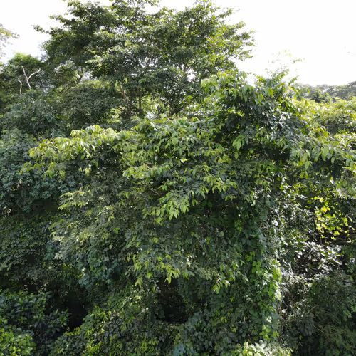 African natural collection