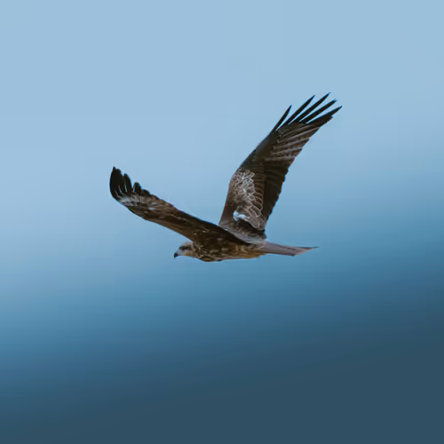 Eagle
