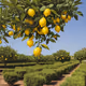 Lemon Collection