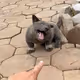 dog meme