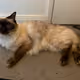 Maya