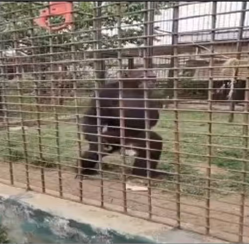 Monkey