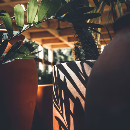 PLANTS