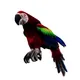 a demonic macaw bird