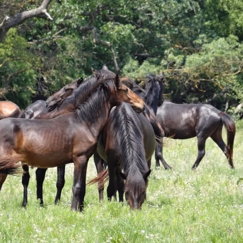 Horse