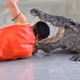 Crocodile show in Thailand
