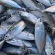 Fresh Fishy Fish