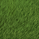 Touch the grass
