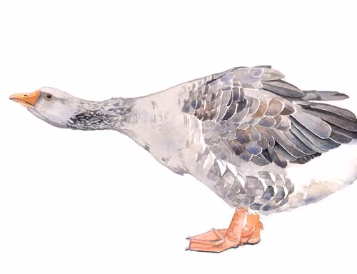 goose