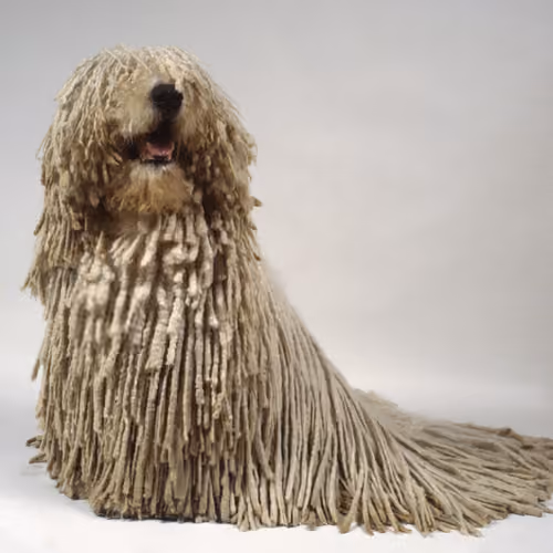 Swab dog