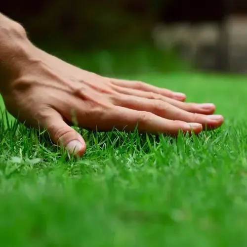 Touch Grass