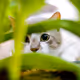 cat in the grass