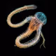 Primordia