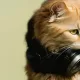 photocat