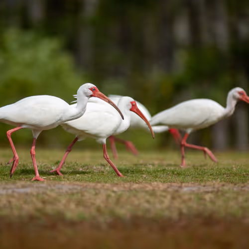 whiteibis