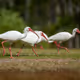 whiteibis