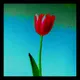 Painting a 🌷