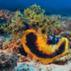 Sea Apple