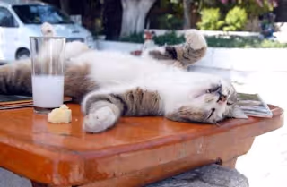 Drunk Cat
