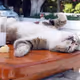 Drunk Cat